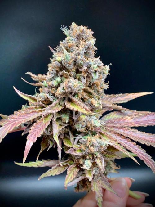 stunted WeddingCake with difficulties. Week 24 - Cola
