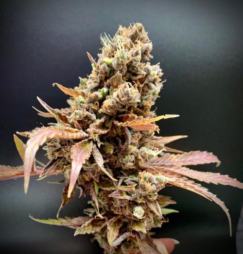stunted WeddingCake with difficulties. Week 24 - Cola