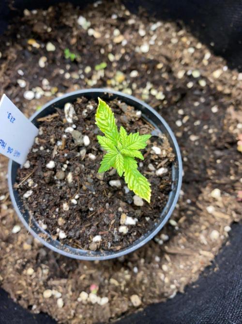 First Grow - Wifi OG Haze. Week 3