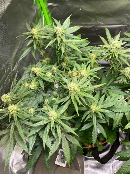 First Grow - Wifi OG Haze. Week 13