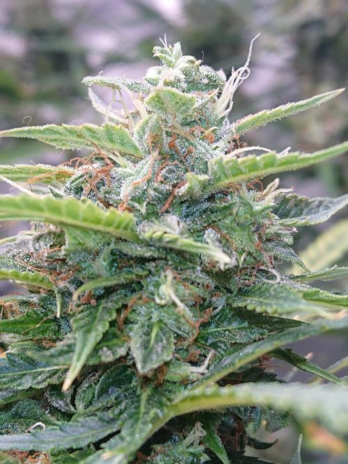 Nice happy blue spider. Week 9