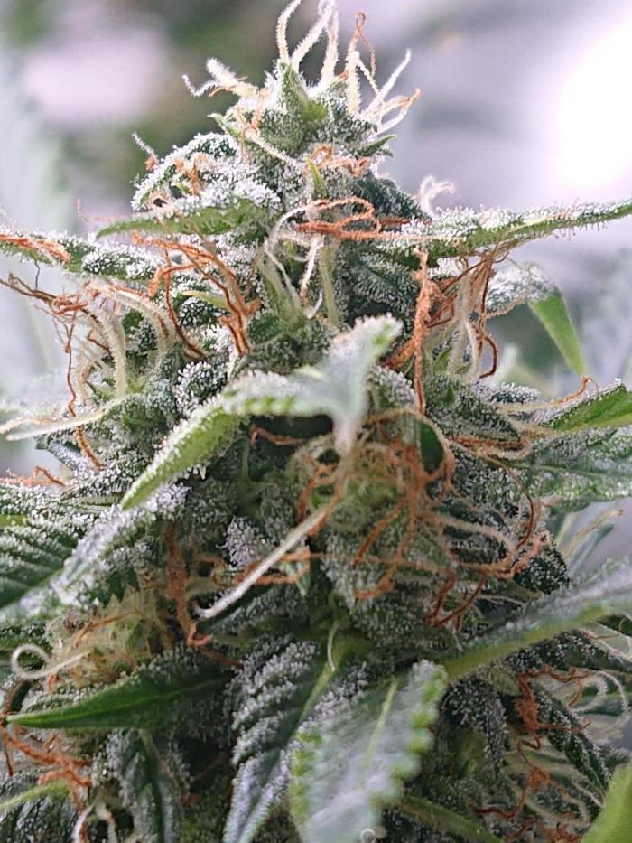 Nice happy blue spider. Week 10 - Starting to frost up more watching the trichs 
