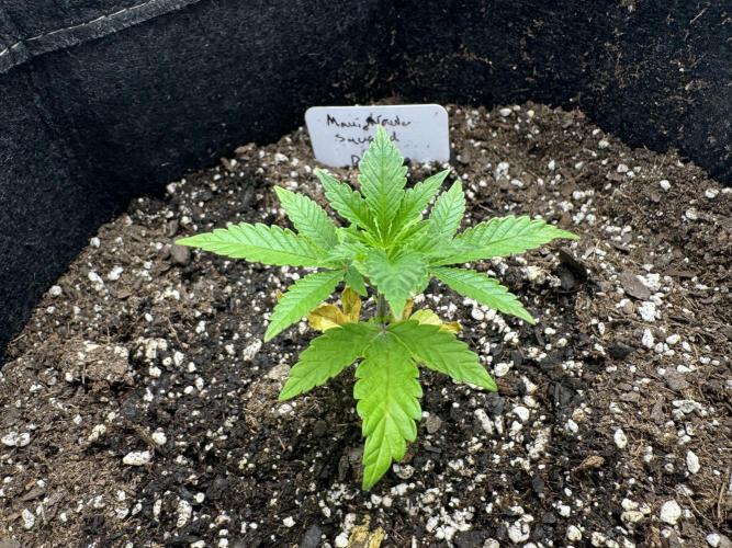 Second run. Week 3