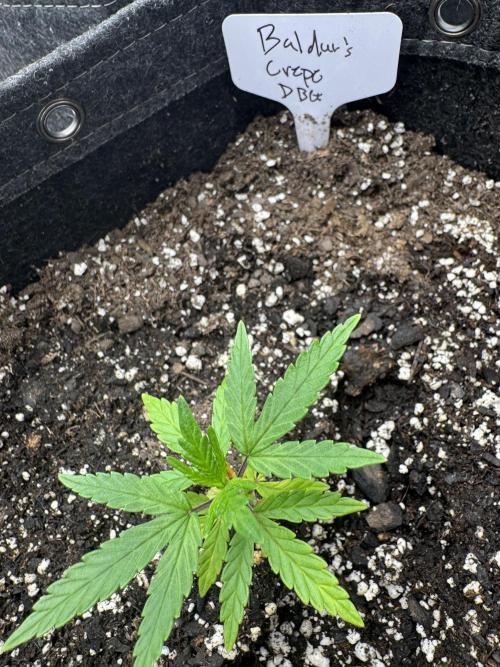 Second run. Week 3