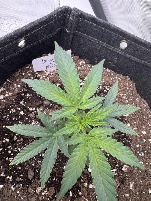Second run. Week 4