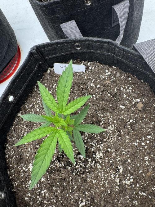 Second run. Week 4