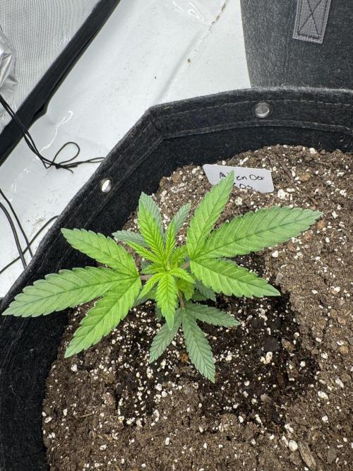 Second run. Week 4