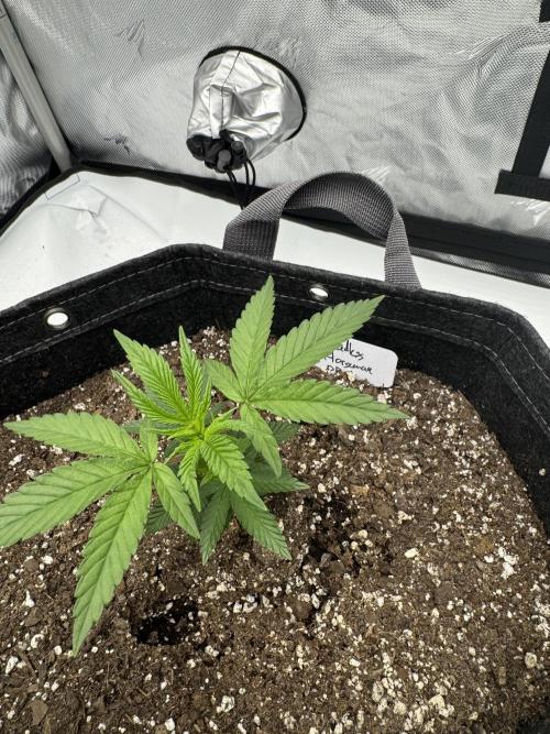 Second run. Week 4