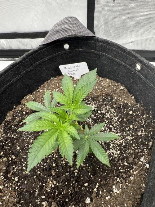 Second run. Week 4