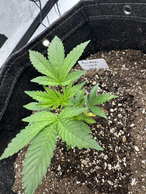 Second run. Week 4