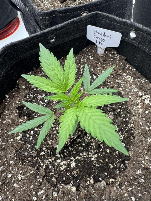 Second run. Week 4