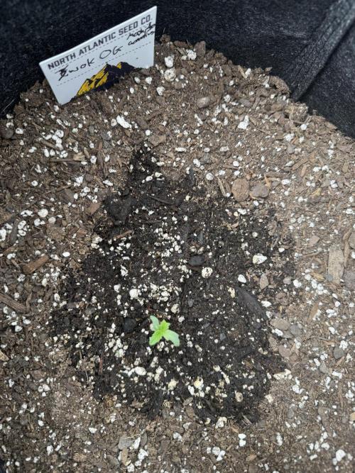 Second run. Week 4