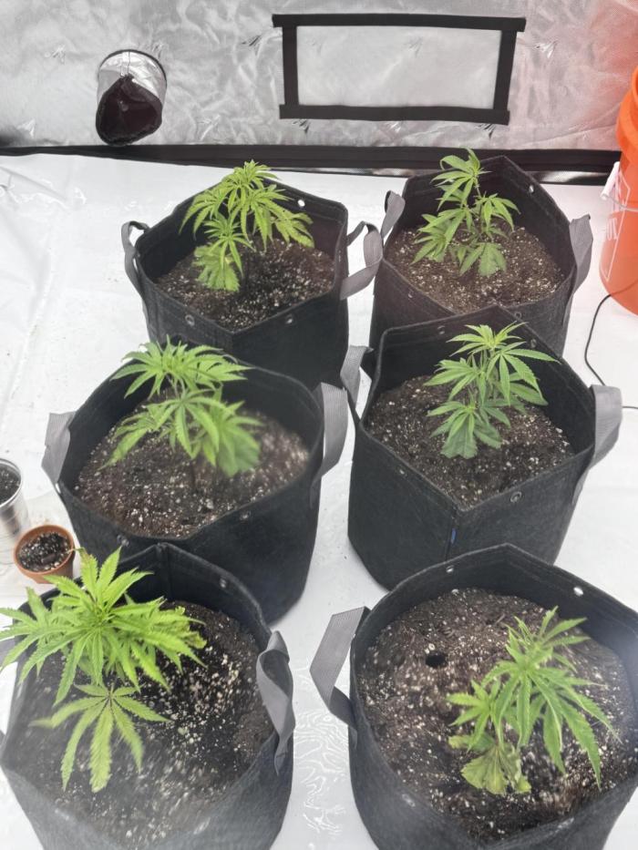 1st grow. Week 2