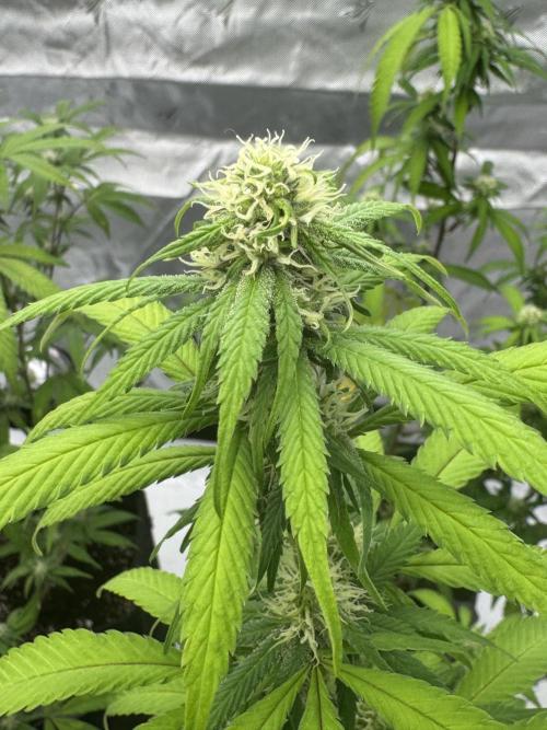 1st grow. Week 3