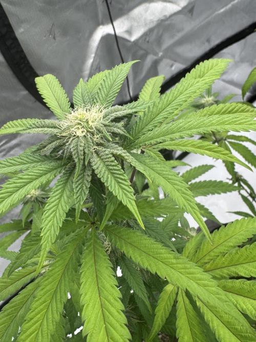 1st grow. Week 3