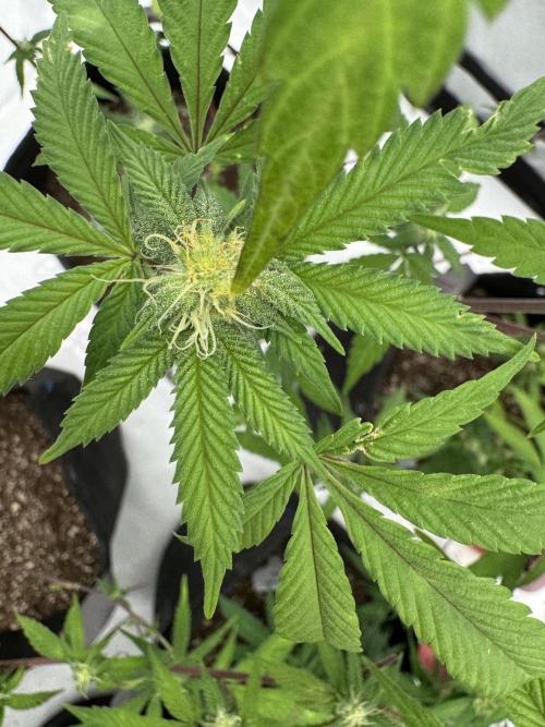 1st grow. Week 3