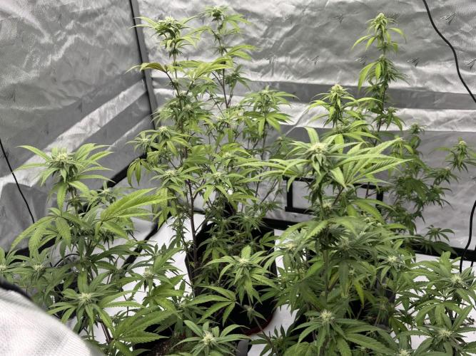 1st grow. Week 3