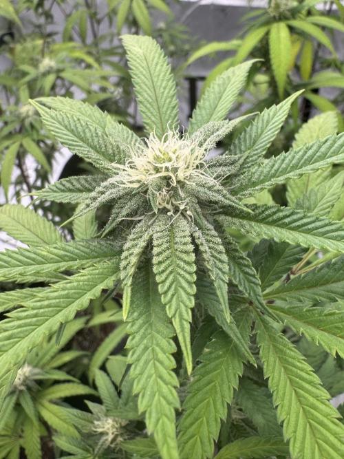 1st grow. Week 3