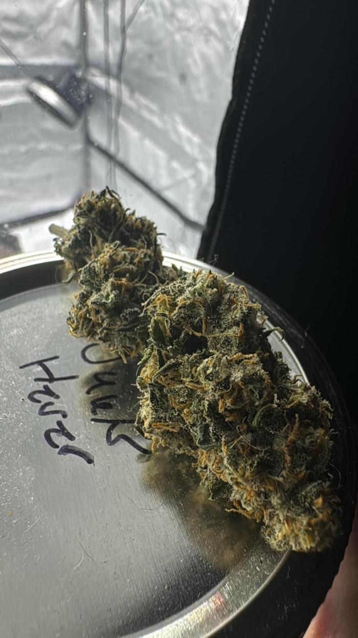 1st grow. Week 9