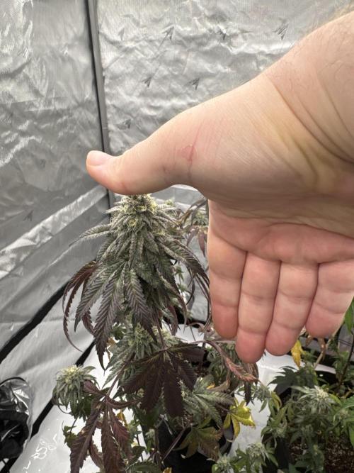 1st grow. Week 8