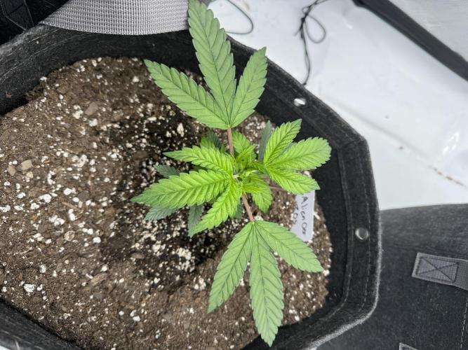 Second run. Week 5