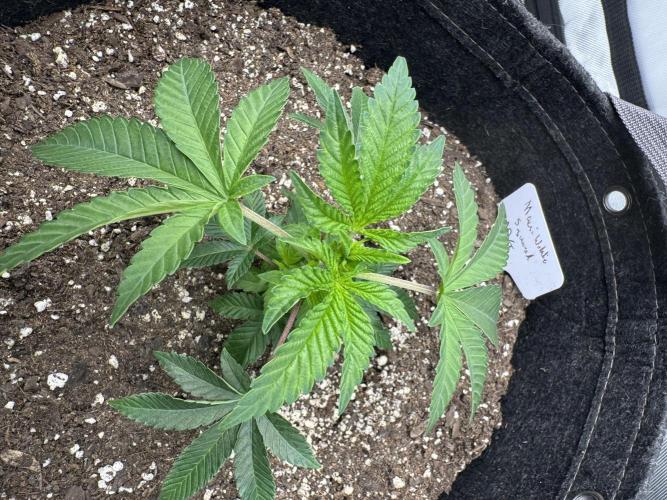 Second run. Week 5