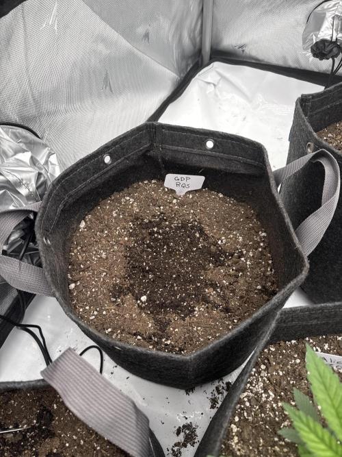Revived diet RQS Duo. Week 0