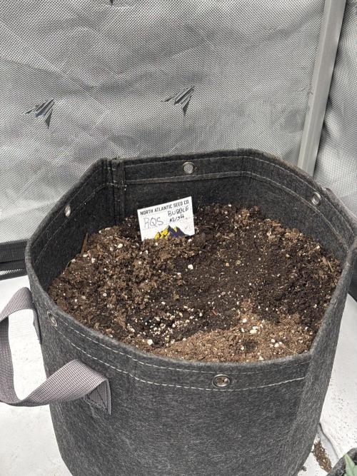 Revived diet RQS Duo. Week 0