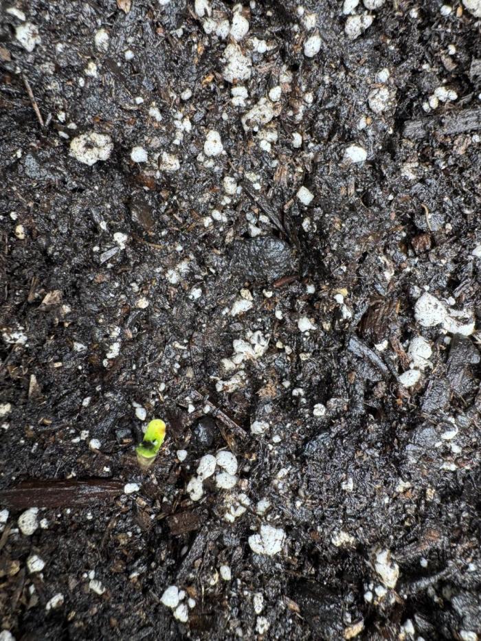 Revived dirt dirty bird duo. Week 1 - The heart shaped lunchbox appeared above soil today. 
