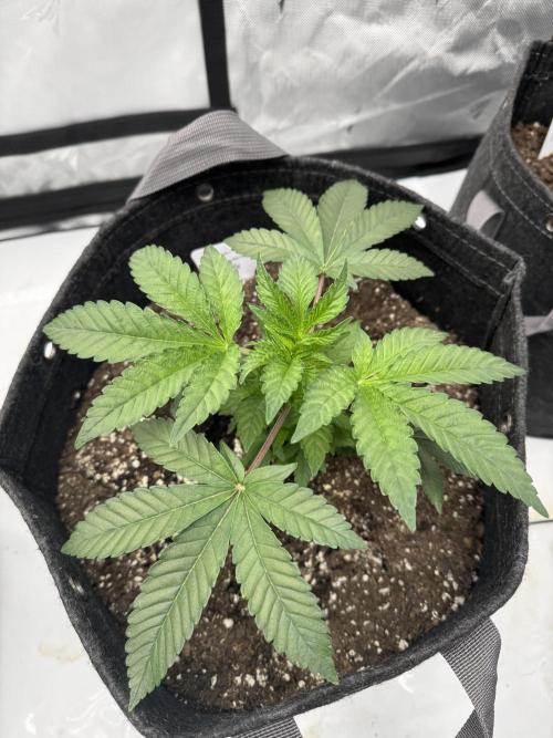 Second run. Week 6