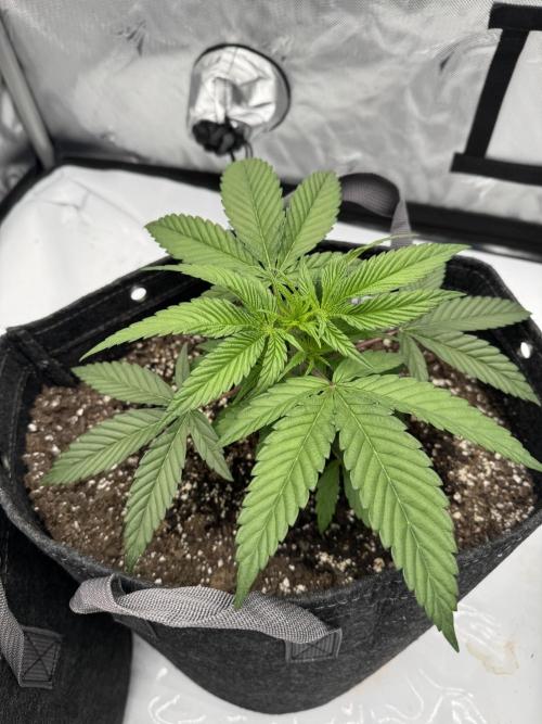 Second run. Week 6
