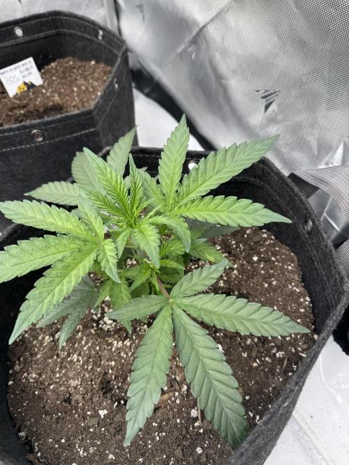Second run. Week 6