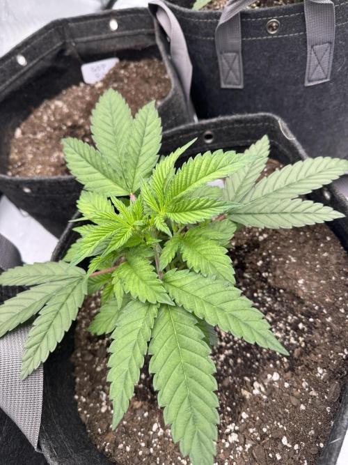 Second run. Week 6