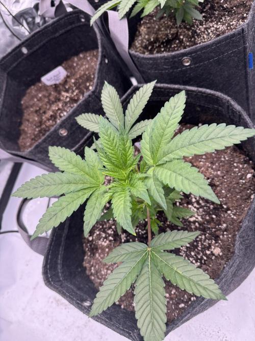Second run. Week 6