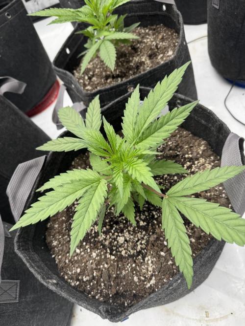 Second run. Week 6