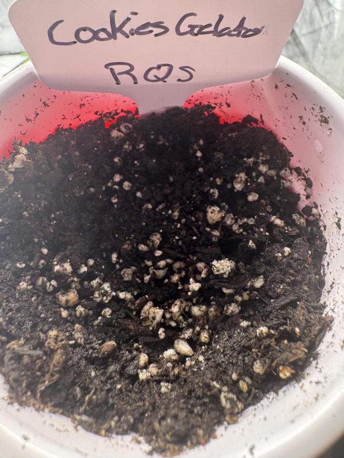 RQS Cookies Gelato. Week 0