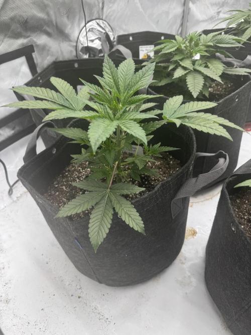 Second run. Week 7 - Maui wowie squared