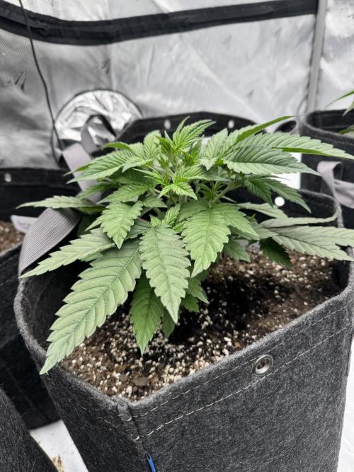 Second run. Week 7