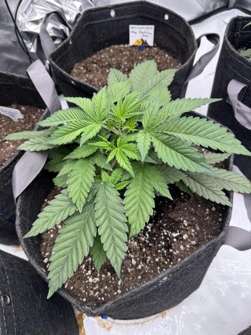 Second run. Week 7