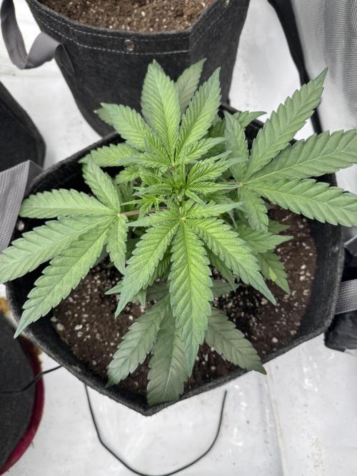 Second run. Week 7