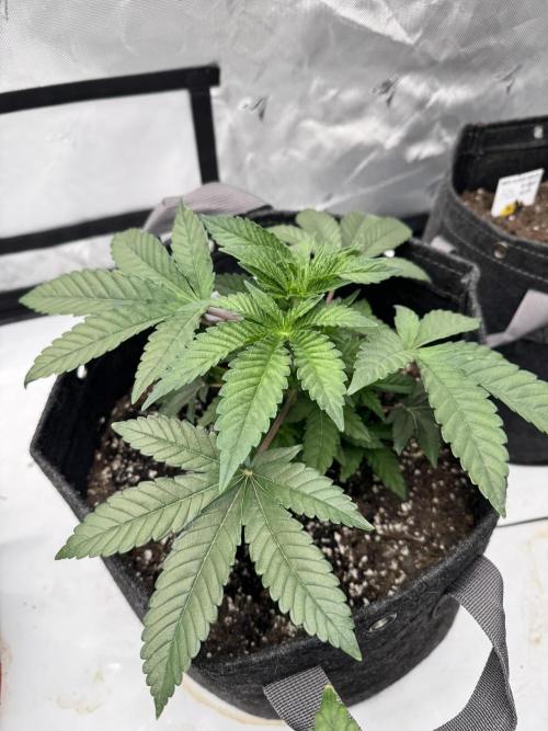 Second run. Week 7