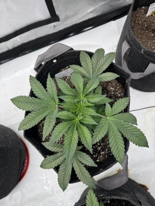 Second run. Week 7