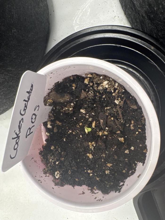 RQS Cookies Gelato. Week 1 - RQS Cookies Gelato