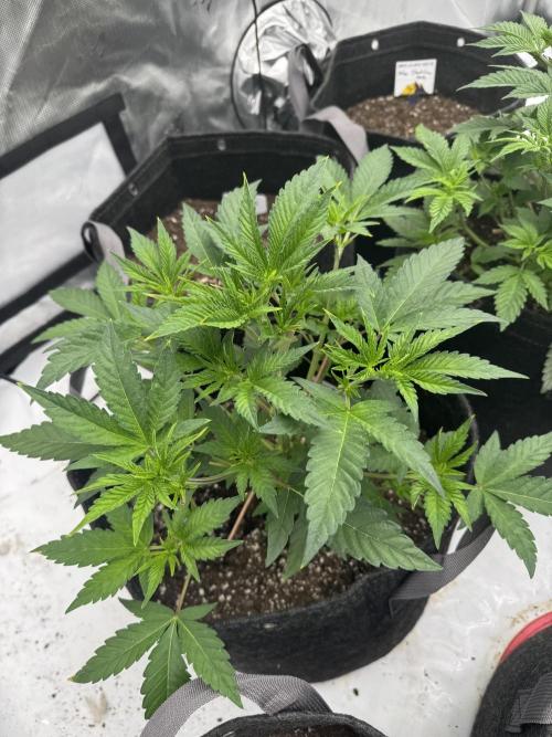 Second run. Week 8 - Maui wowie squared 