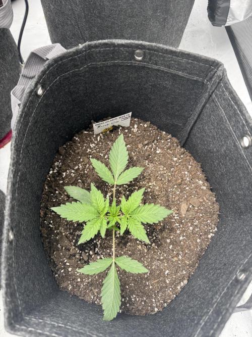 Second run. Week 8 - 3wok OG