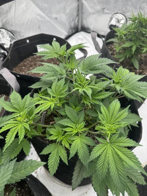 Second run. Week 8 - Alien OG