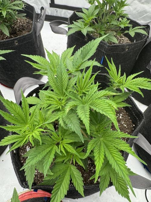 Second run. Week 8 - White widow
