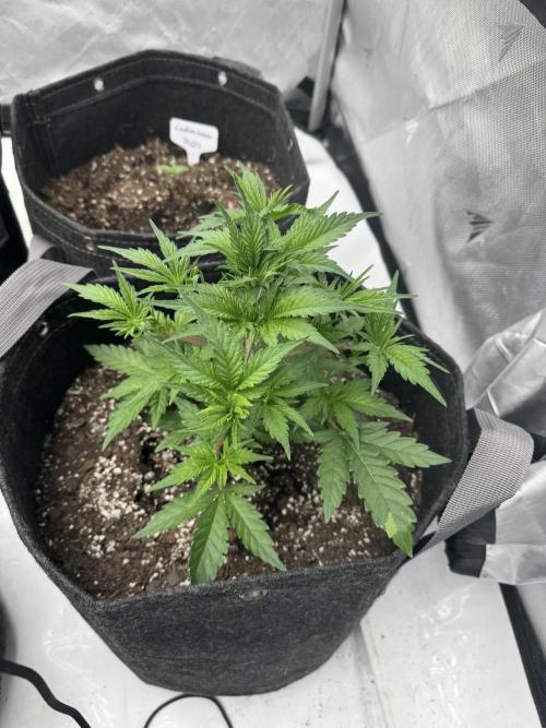 Second run. Week 8 - Blue cheese 
