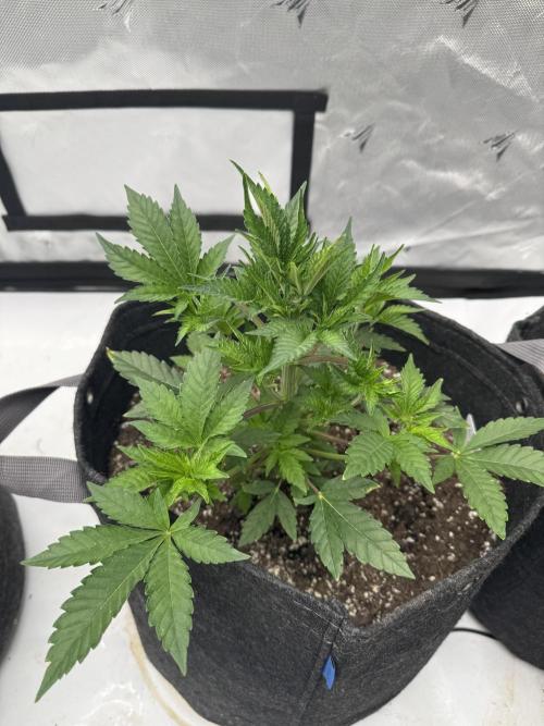 Second run. Week 8 - Maui wowie squared 
