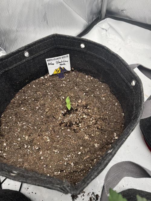 Second run. Week 8 - Black lime kush